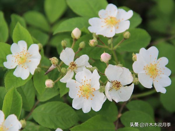 如何买到正版欧月？月季购买防骗手册，几招鉴定欧月，拒绝小白花