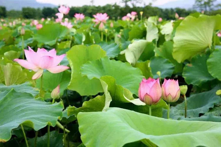 精心打造高端民宿,禅文化酒店设计风格