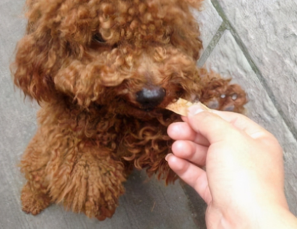 泰迪犬不吃东西挑食怎么办,小型泰迪犬超级挑食怎么办