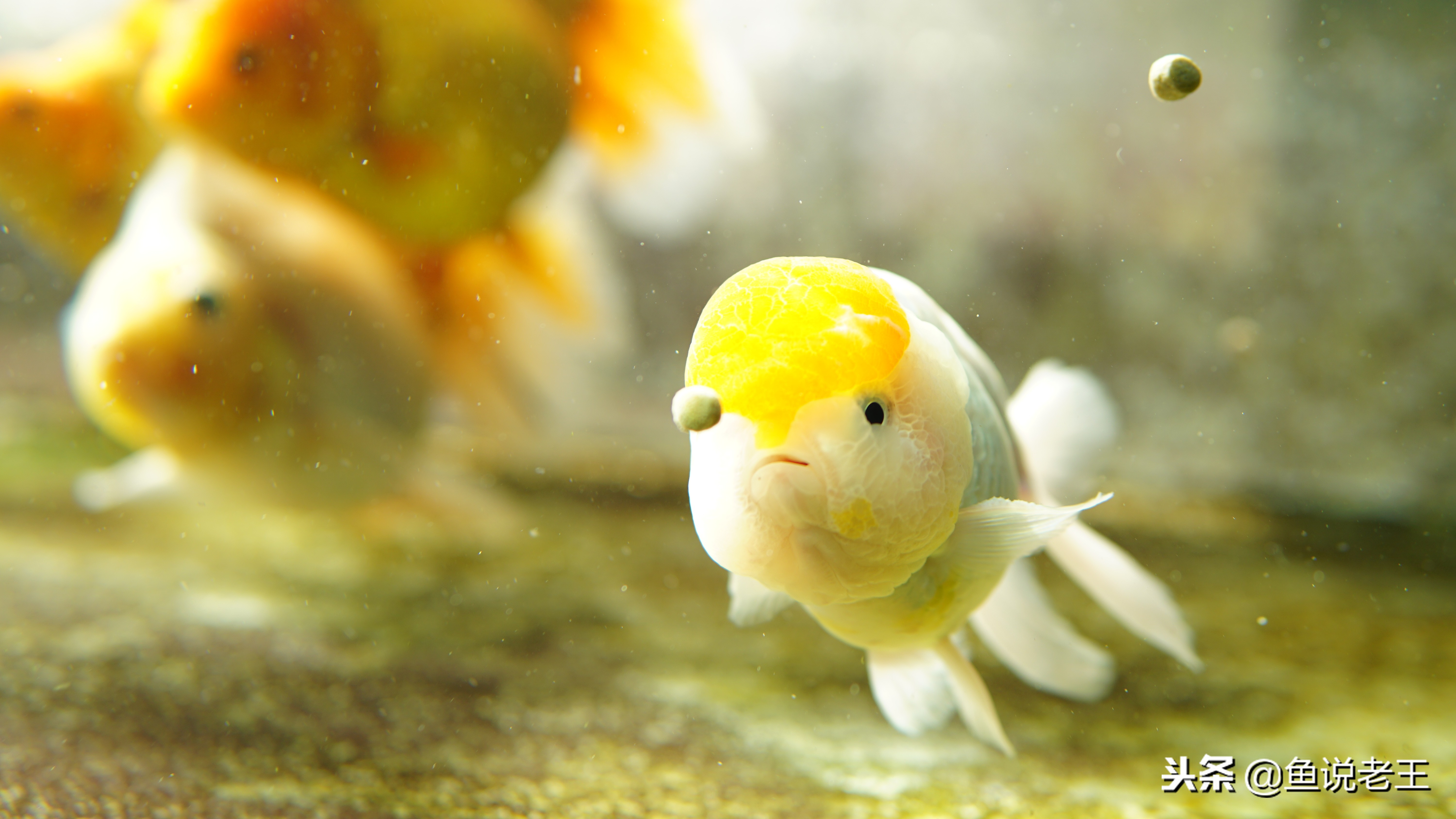 鱼儿失鳔症怎么治,怎么预防鱼失鳔