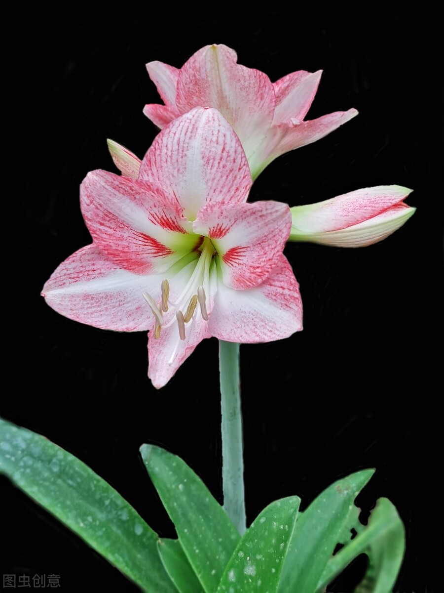 那些令人赞叹的庭院花卉,5种庭院生活方式的花卉