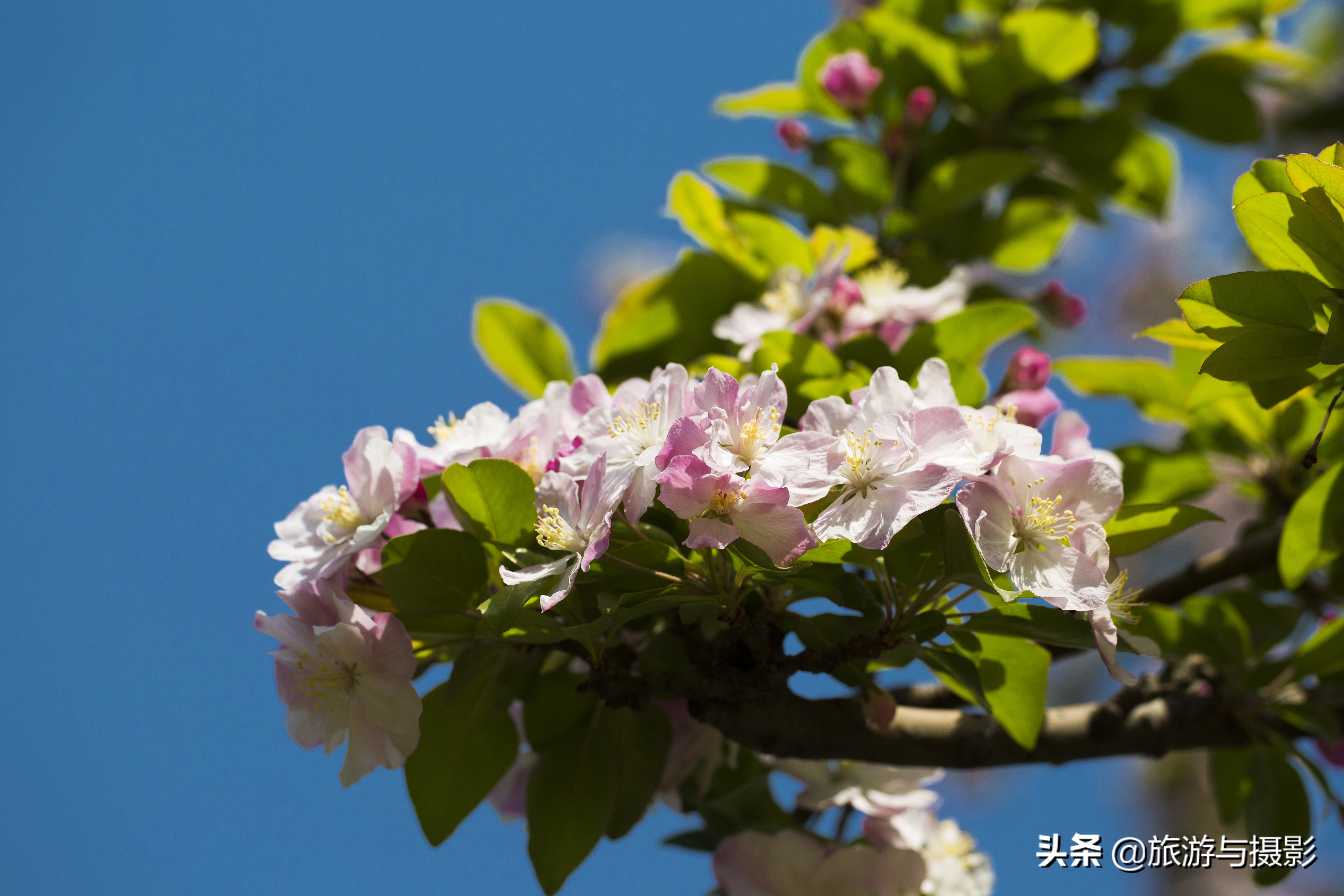 海棠花诗七绝,南宋海棠花图古诗