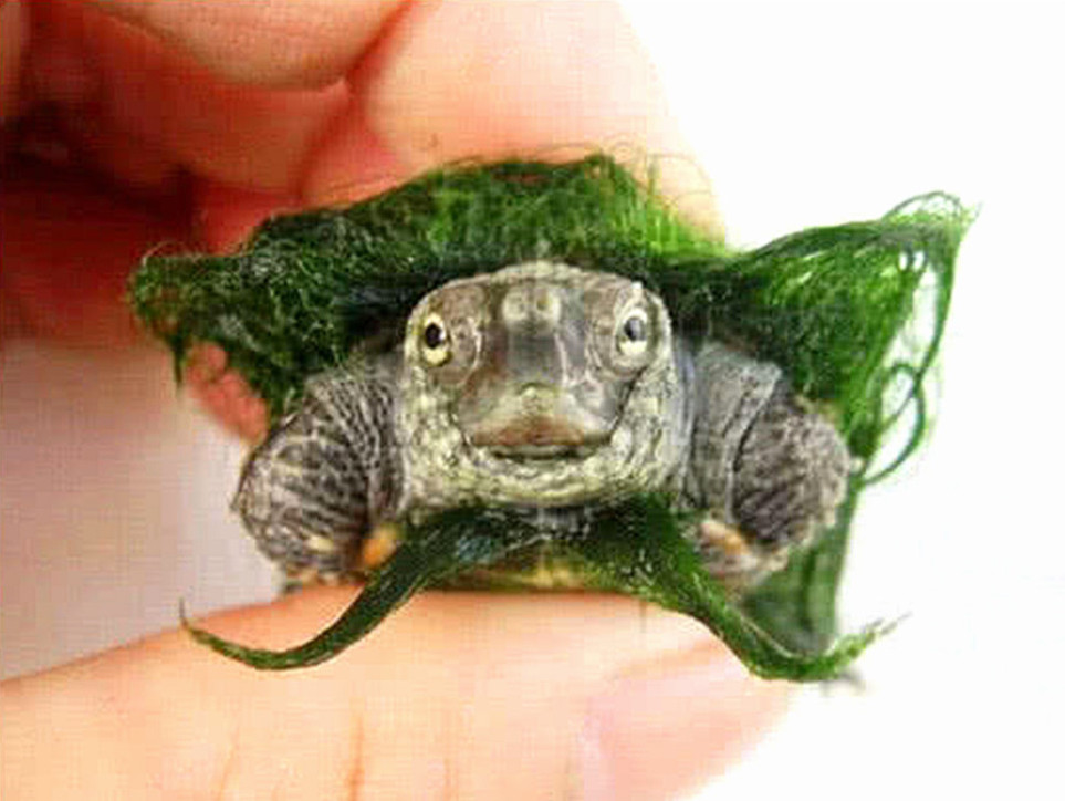 出差把乌龟放一个月可以吗,把乌龟带回家第一天该怎么办