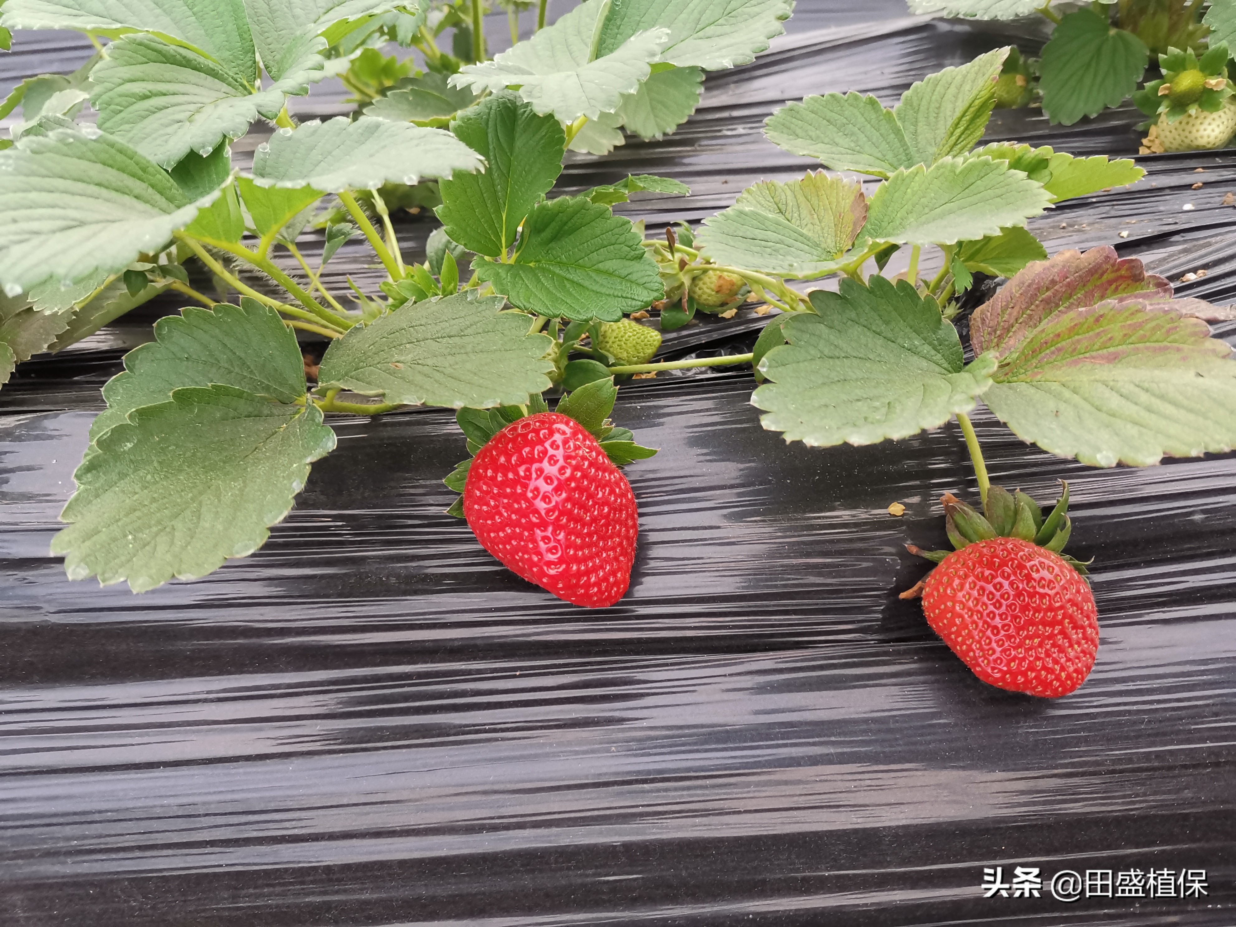 草莓种植离不开精准科学管理,草莓优质高产种植方案之病虫害