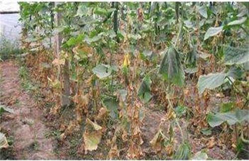 大棚黄瓜蔫了怎么办,冬季温室黄瓜突然萎蔫的原因