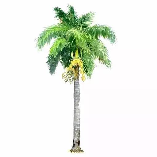 十种不同树叶的画法,五种不同树木的画法简单的