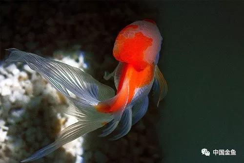 家庭养金鱼十大禁忌,家中养金鱼怎么处理粪便