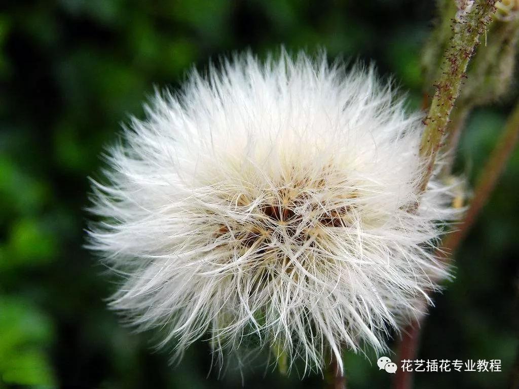 20种常见的菊科植物有哪些,哪些菊科植物好养