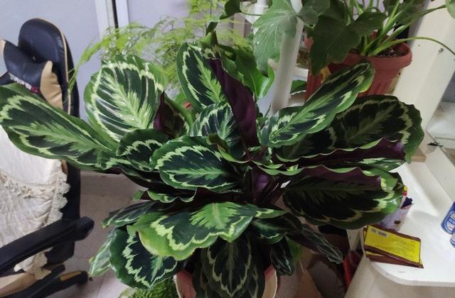 养花如何选择肥料先弄懂施肥原理,养花但是又养不活怎么办呢