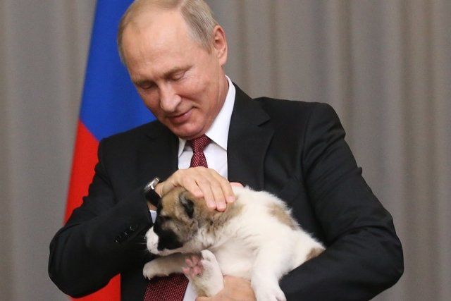 一直撸狗狗会怎么样,一直撸狗狗会烦吗