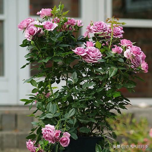 大花浓香四季开花的月季有哪些,黑紫色的月季花有哪些