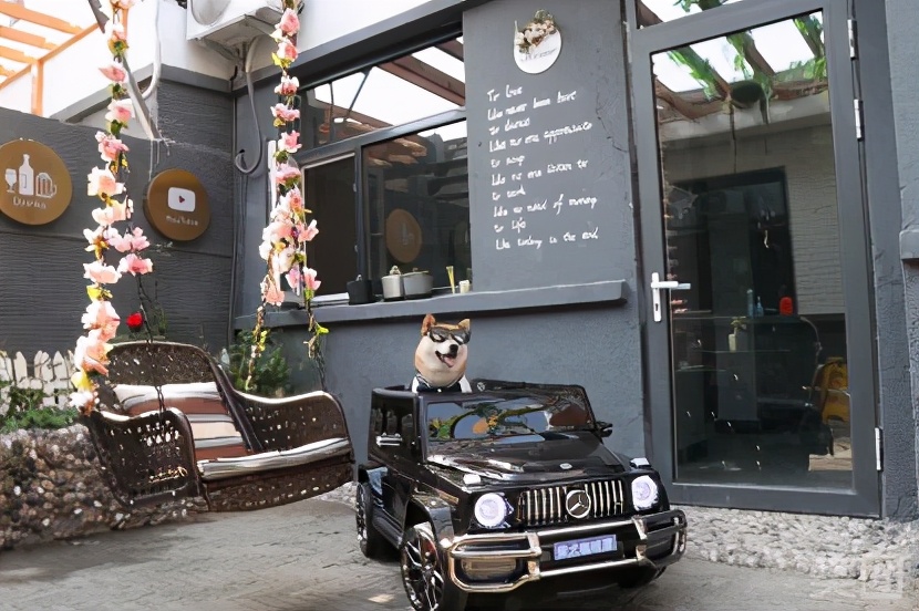 秦皇岛这只网红猫日常“巡逻”你见过吗?岛上还有这些撸猫好去处~