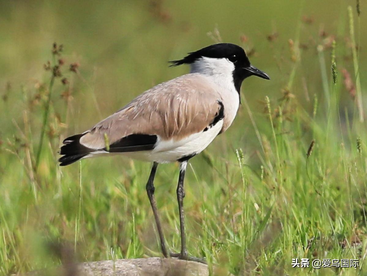 鐖遍笩绉戞櫘楦熺被鎽勫奖,鐖遍笩鎶ら笩绉戞櫘
