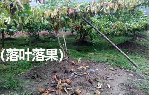 百香果褐腐病药,百香果的软腐病防治