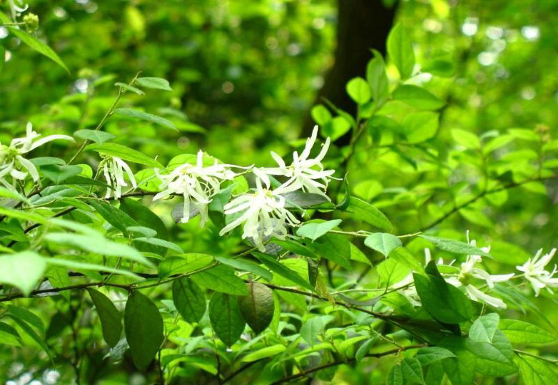 中药材通花根,中药材铁树花功效
