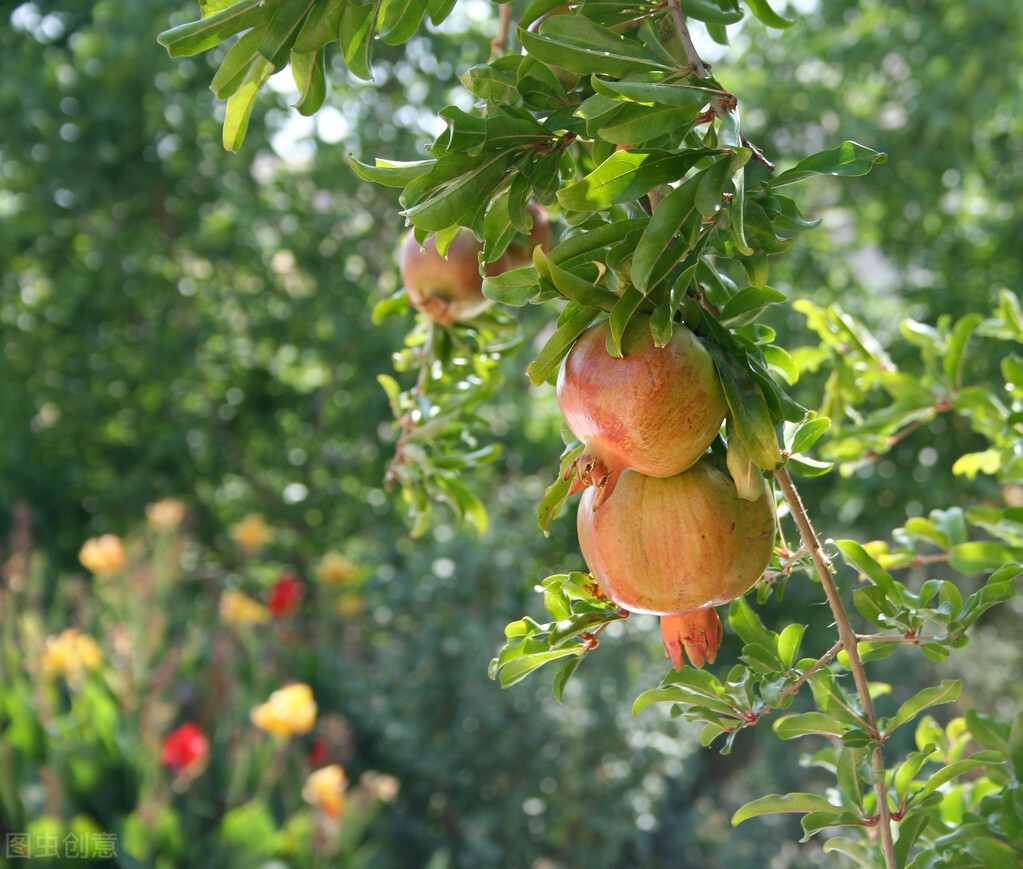 庭院种石榴风水好吗,庭院种石榴树的意义