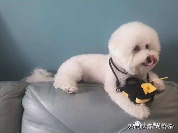 超好看的宠物包,好看又大的宠物包