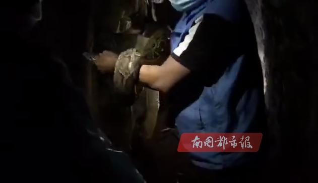 马路惊现巨型蟒蛇,臭水沟惊现巨大蟒蛇
