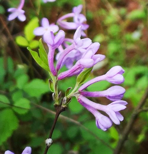 它们都有毒——老虫花•颠狗子花•水莽藤•号筒杆