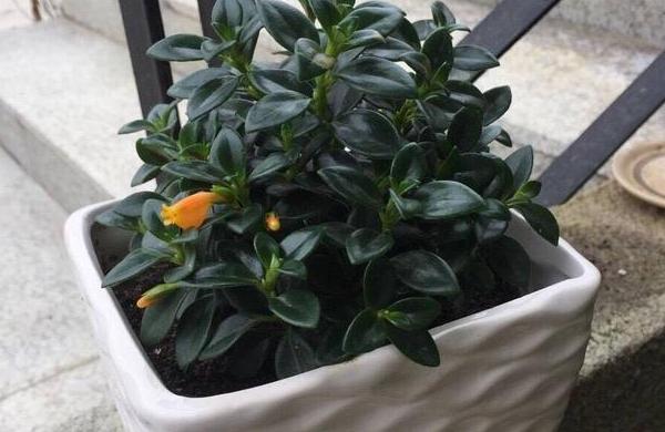 土培金鱼吊兰改水培要去根吗,金鱼吊兰如何养成粗壮的枝干