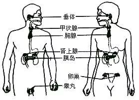 【腺体之美】荷尔蒙,你不知道的另一面