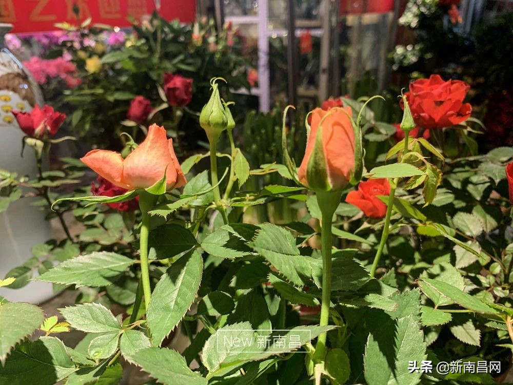 南昌花市有哪些地方,南昌花市批发市场