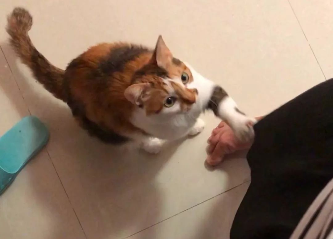 猫窝老是被猫咪压塌,猫窝总被压趴怎么办