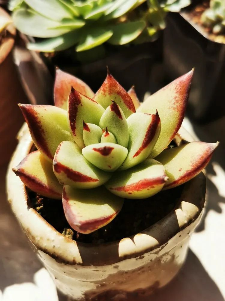 多肉砍头的怎么养,多肉怎么砍头才能爆发