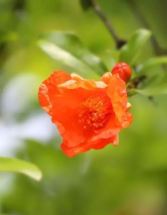 五月榴花照眼明是谁写的,五月榴花照眼明下一句