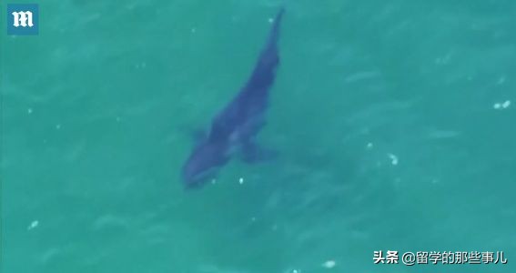 在海里遇到鲨鱼怎么才可以逃生,在海里碰到鲨鱼怎么办