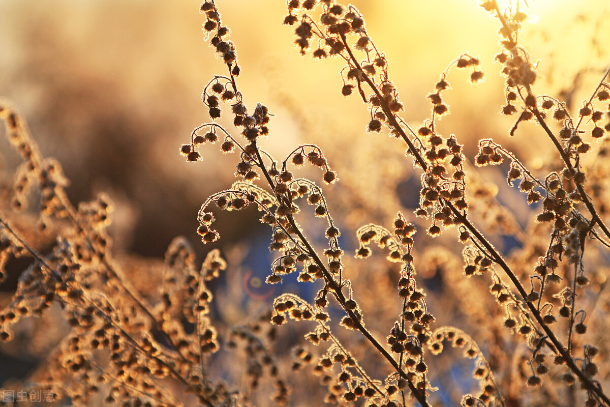 白浅说离镜终其一生都在追寻,白浅骂离镜和玄女天生一对