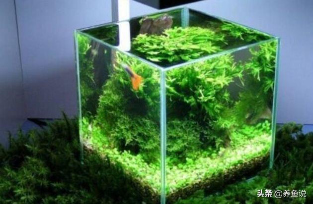 鱼缸水质浑浊别着急换水，这两件事做到位，过几天水会慢慢变清澈