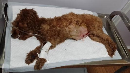 让泰迪恐惧的狗语,怎么让泰迪害怕恐惧