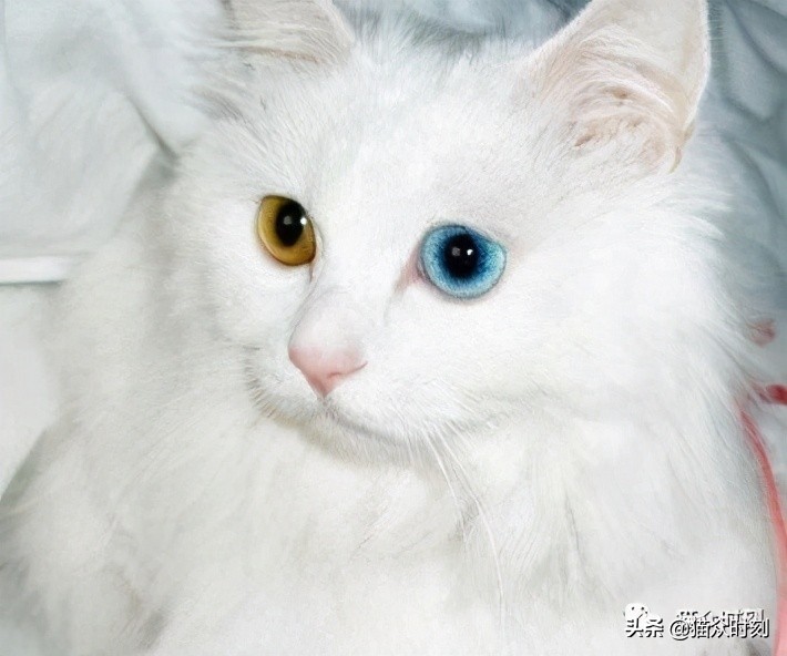 猫眼看到的画面是什么样的,猫眼观世界是什么样子