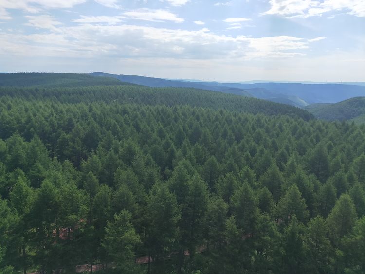 美丽的高岭塞罕坝,美丽的高岭朗诵