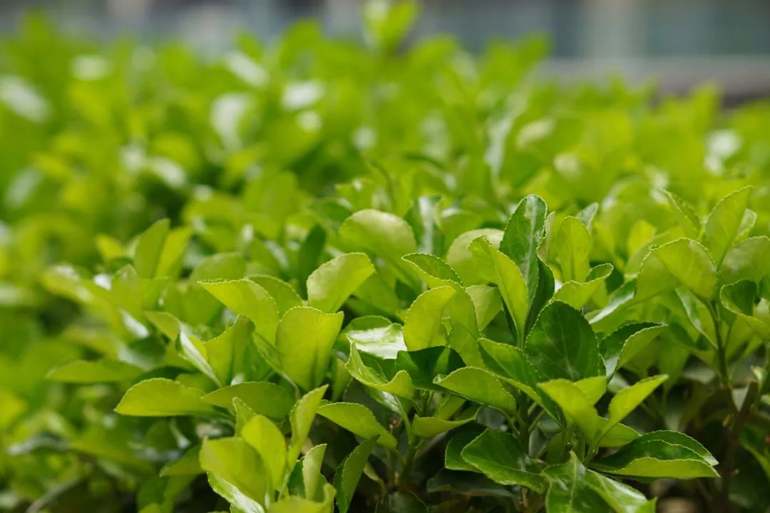 最值得入手的501.8镜头,501.2镜头值得购买吗