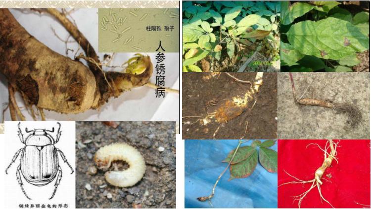 以防为主,综合防治,防好人参“五病一虫”,才能夺高产