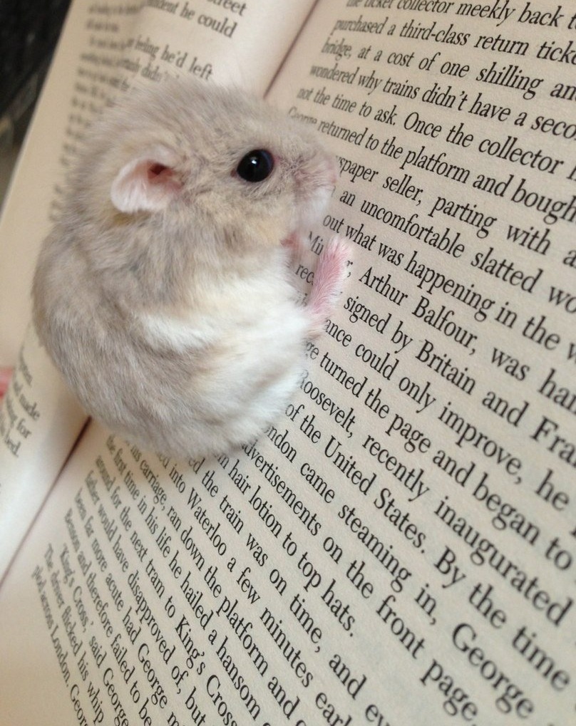 新手养金丝熊仓鼠必备知识,新手怎么养布丁和三线仓鼠