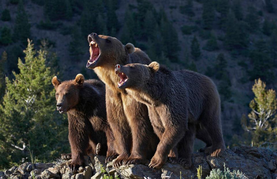 大兴安岭黑熊和东北虎,人熊是什么熊