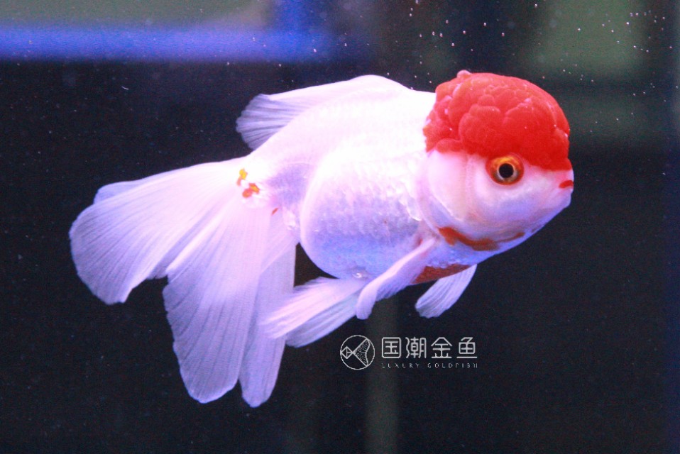 养金鱼没有过滤器要放硝化细菌吗,小球藻和硝化细菌哪种适合养金鱼