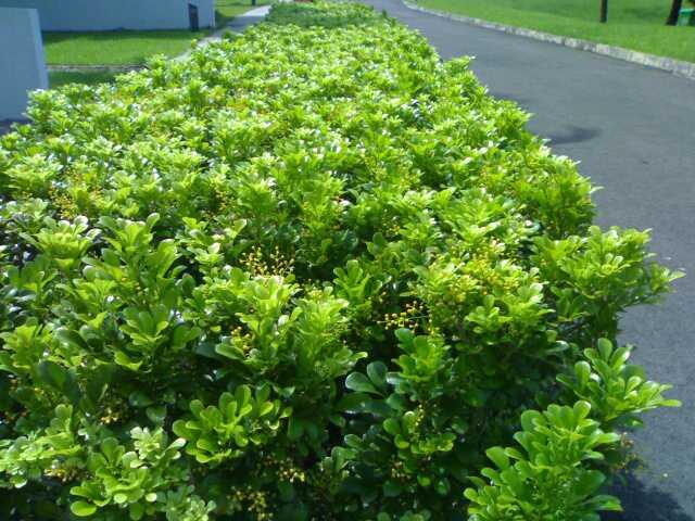 米兰花的养殖方法和注意什么,米兰花怎么养殖方法和注意事项