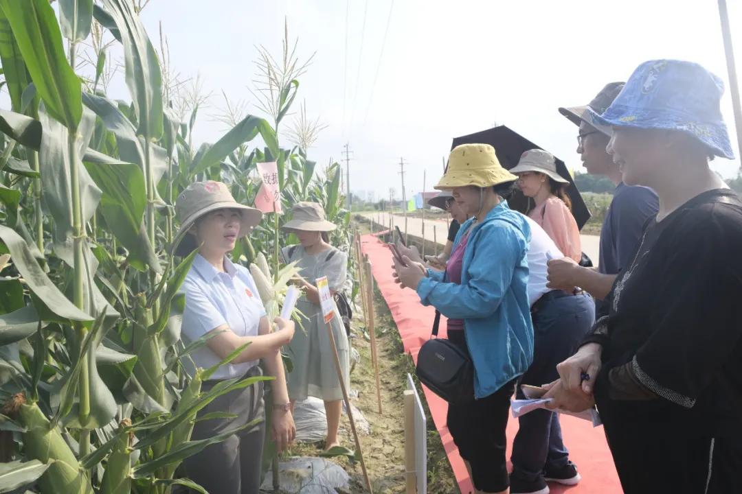 超香甜糯玉米图片,很好吃很糯的玉米
