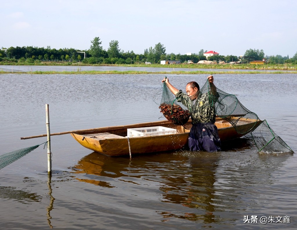 监利红虾红遍天下,中国小龙虾之乡监利