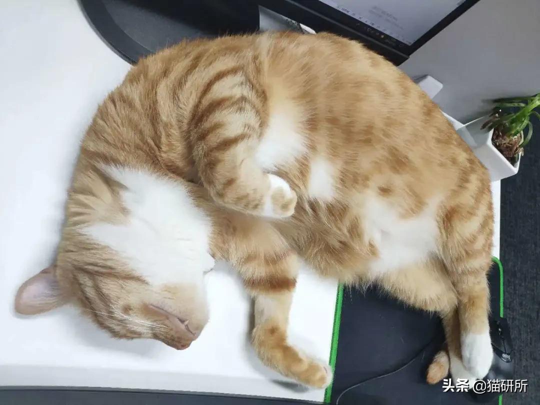 猫咪身上不同的味道代表什么,为什么猫咪的眼睛有不同颜色