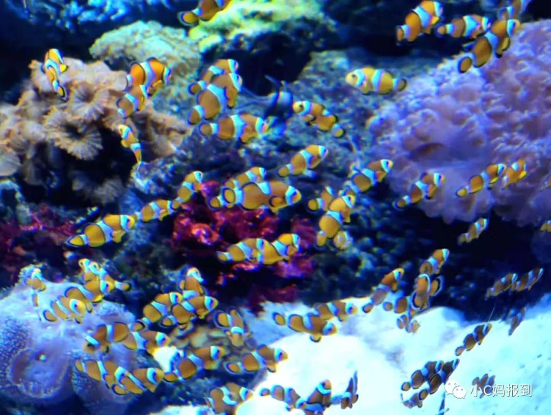 珠海长隆旅游攻略吃住一体,带孩子去珠海长隆攻略