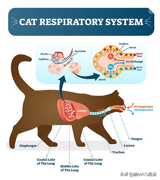 猫咪睡觉呼噜噜呼吸很急促,猫睡觉有声音怎么回事