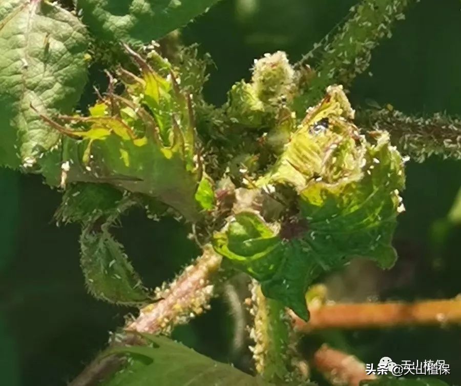 棉花高密度栽培,棉花一膜六行高产栽培技术
