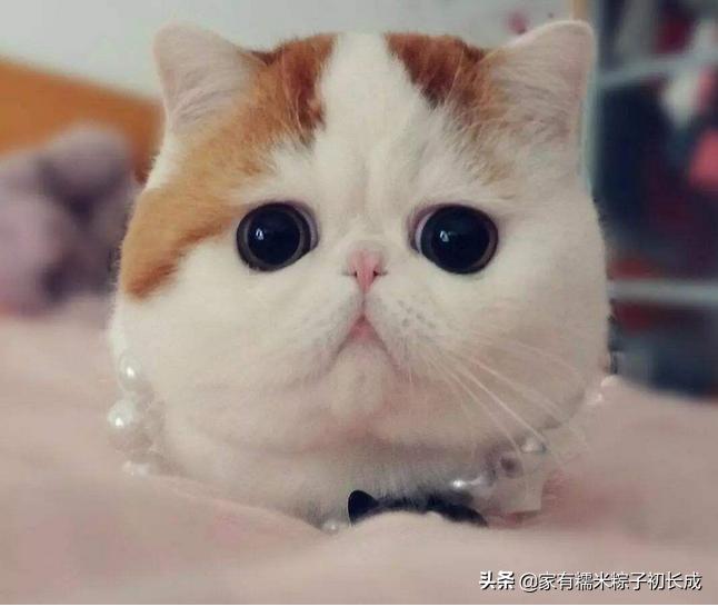 铲屎官如何挑选猫零食,铲屎官们如何给猫咪选窝