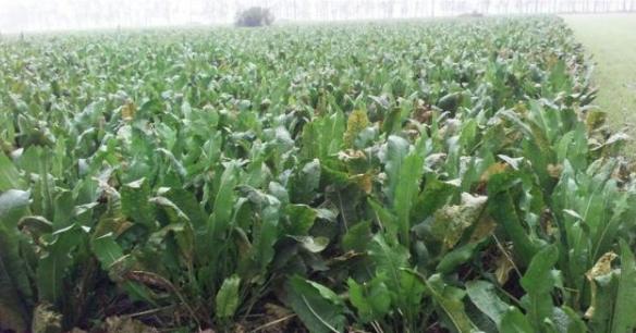 辣根种植前景如何,辣根种植用什么肥