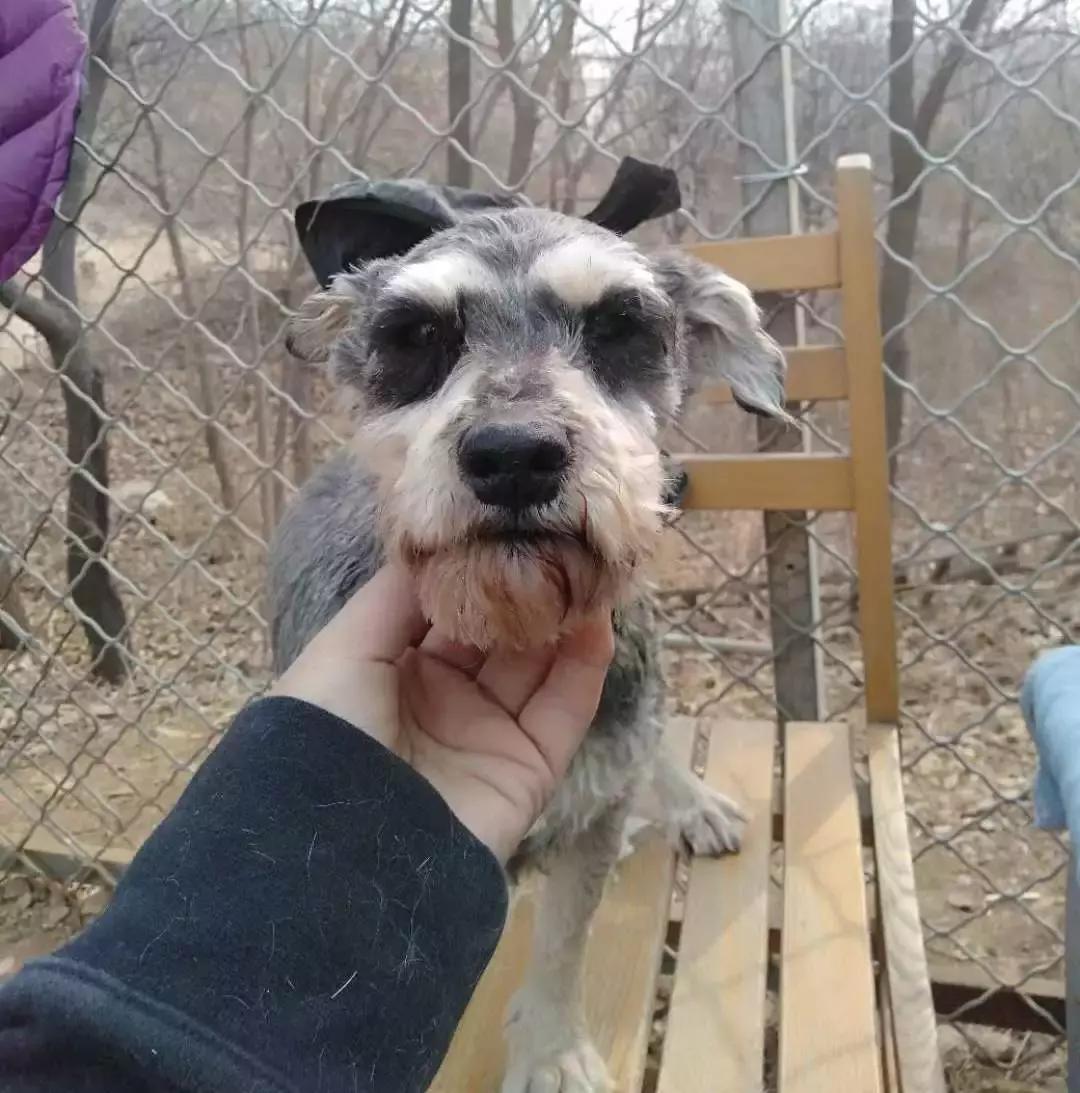 给它们一个家|线上宠物领养日,201903101